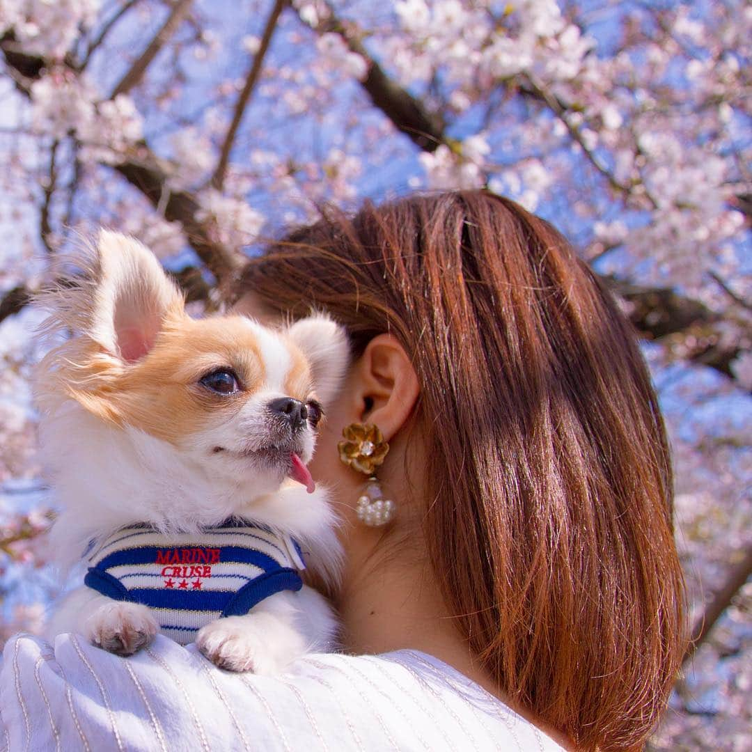 ちまさんのインスタグラム写真 - (ちまInstagram)「2019⇄2016 ＊ 今年もお気に入りの場所で🌸 1枚目→2019.4.1 2枚目→2016(生後半年🐶) ・ 毎年同じ木の前で撮ってるのに 開花具合や気候によって 全く違う雰囲気になるから不思議✨ 何よりちまや木の成長を見比べるのが楽しいです🐶🌸 ・ 2016年の写真は発売中の PECO×OZmagazineにも掲載されました😇📖 #やっぱりモフモフ ੯•́ ੇᎮ ੯•́ ੇᎮ ੯•́ ੇᎮ ੯•́ ੇᎮ ੯•́ ੇᎮ ੯•́ ੇᎮ #chima #ちま #チワワ #chihuahua #ชิวาวา #ふわもこ部 #PECOいぬ部 #sniffandbarkens #WeeklyFluff #cutepetclub #doggy_lovings #成長記録 #桜 #お花見 #PECOマガジン #ozmagagine #雑誌掲載 #なごみ犬 #pecoマガジン表紙デビュー #rippmonster #リプモン」4月13日 15時26分 - chima.chihuahua