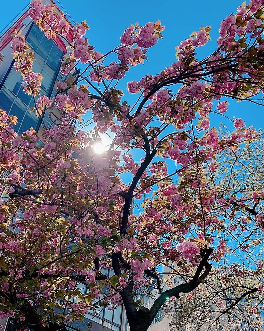 森藤恵美さんのインスタグラム写真 - (森藤恵美Instagram)「桜と太陽の共演🌸☀️ #桜 #太陽 #cherryblossom #sun」4月13日 15時06分 - emi_morifuji