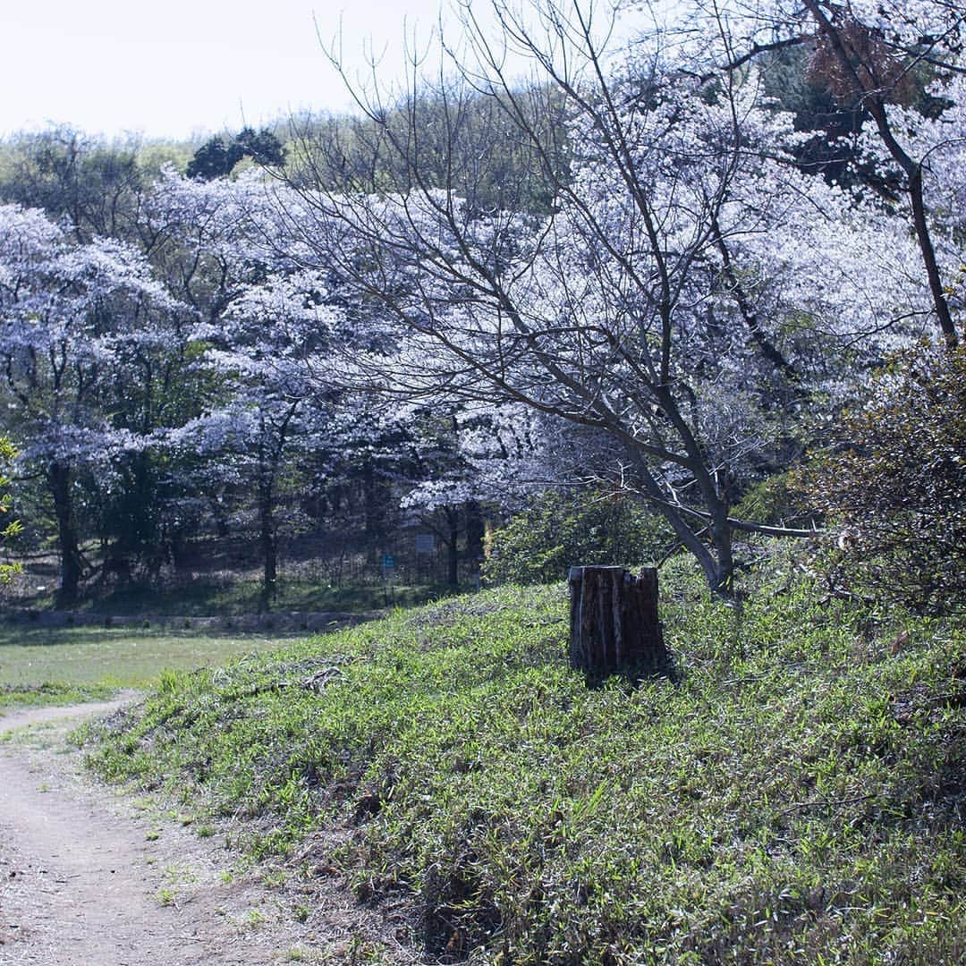 呑龍文庫ももとせさんのインスタグラム写真 - (呑龍文庫ももとせInstagram)「呑龍さまから金龍寺までハイキングコースを歩いてみました。 ここ群馬県太田市はまだまだ桜が見頃で、 桜並木も素敵なのですが、ふっと現れる桜に心奪われます。 山々を見るとところどころにピンクの塊が見え、 日本人がどれほど桜を愛しているのか、この季節はよくわかりますね。  萌黄色の葉も増えてきました。 これから金山は若々しい緑一色になります。 個人的に、金山が一番美しく見える頃だと思っています。  #呑龍文庫ももとせ #大光院 #呑龍様 #お茶 #japanesetea #wagashi #和菓子 #上生菓子  #群馬 #太田 #日本茶カフェ #和カフェ #茶道 #お茶会 #茶の湯 #matcha #抹茶 #日本茶  #群馬カフェ #太田カフェ #bookcafe #japanstagram #instagramjapan #緑茶 #インスタ茶道部  #金龍寺 #桜 #金山ハイキングコース」4月13日 15時07分 - donryu.momotose