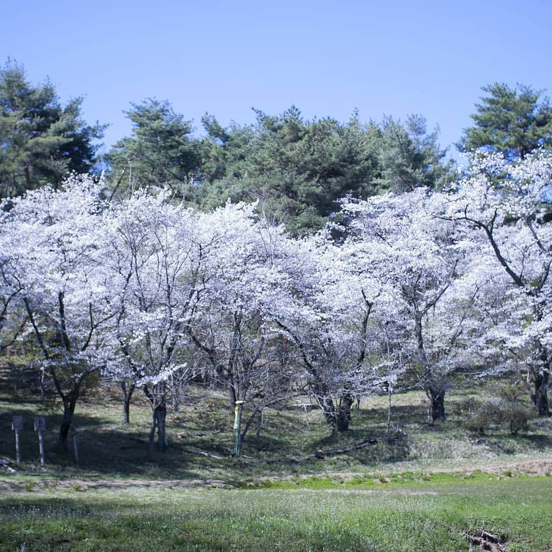 呑龍文庫ももとせさんのインスタグラム写真 - (呑龍文庫ももとせInstagram)「呑龍さまから金龍寺までハイキングコースを歩いてみました。 ここ群馬県太田市はまだまだ桜が見頃で、 桜並木も素敵なのですが、ふっと現れる桜に心奪われます。 山々を見るとところどころにピンクの塊が見え、 日本人がどれほど桜を愛しているのか、この季節はよくわかりますね。  萌黄色の葉も増えてきました。 これから金山は若々しい緑一色になります。 個人的に、金山が一番美しく見える頃だと思っています。  #呑龍文庫ももとせ #大光院 #呑龍様 #お茶 #japanesetea #wagashi #和菓子 #上生菓子  #群馬 #太田 #日本茶カフェ #和カフェ #茶道 #お茶会 #茶の湯 #matcha #抹茶 #日本茶  #群馬カフェ #太田カフェ #bookcafe #japanstagram #instagramjapan #緑茶 #インスタ茶道部  #金龍寺 #桜 #金山ハイキングコース」4月13日 15時07分 - donryu.momotose