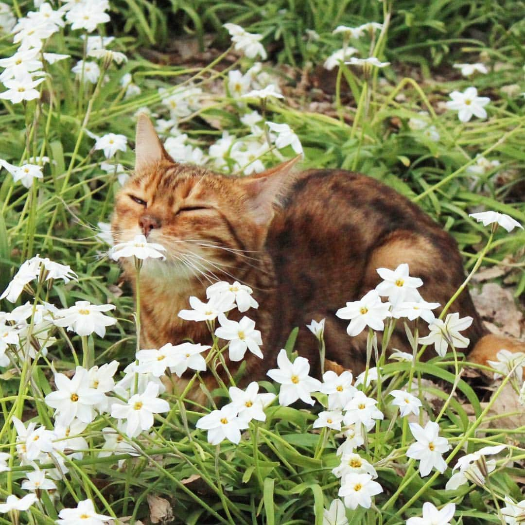 なつこさんのインスタグラム写真 - (なつこInstagram)「お花すんすん気持ちいいね🌸😽🌸 ・ #なつこ #なっちゃん #なつこさん  #ペコねこ部 #みんねこ #picneko #NEKOくらぶ #猫と暮らす #猫のいる暮らし #赤ちゃんと猫 #instacat #catstagram #catlife #catlover #ilovecat #topcatphoto #catsofinstagram #bestmeow #ねこ部 #ふわもこ部 #にゃんだふるらいふ #にゃんすたぐらむ #ねこすたぐらむ #hikingcat #AdventureCats #adventurecat #猫散歩 #散歩猫 #ハナニラ」4月13日 15時08分 - natsuko_cat