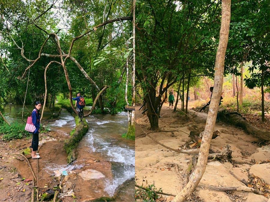 Amata Chittaseneeさんのインスタグラム写真 - (Amata ChittaseneeInstagram)「Season change - ป่าช่วงมีน้ำ VS ป่าหน้าแล้ง - มาสัมผัสป่าเดิม ในช่วงเวลาที่ต่างกัน  รูปซ้ายปี 2018 ปลายเดือนตุลาคม  รูปขวาปีนี้ 2019 เดือนเมษายน - สิ่งที่เห็นและความแตกต่าง ไม่ใช่แค่ความแล้งหรืออากาศที่ร้อน แต่มันคือความสวยจากธรรมชาติที่ไม่แพ้กัน -  ป่าช่วงมีน้ำ ธรรมชาติให้ความเขียว ดอกไม้พืชพันธุ์ดูชุ่มชื้น ครั้งนั้นได้มีโอกาสมาเรียนเกี่ยวกับจุลินทรีย์และผู้ย่อยสลาย - ป่าหน้าแล้ง ก็ไม่แพ้กัน ถึงมันจะดูเงียบเหงาไปซักหน่อย แต่ก็มีเมล็ดพันธุ์นาๆชนิดรอวันที่ฝนตกและกลับมาร้องเพลงกันอีกครั้ง」4月13日 15時32分 - pearypie
