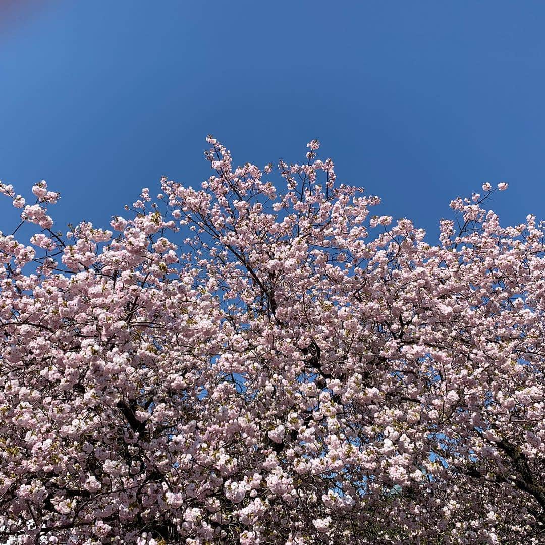 世耕弘成さんのインスタグラム写真 - (世耕弘成Instagram)「桜を見る会@新宿御苑」4月13日 15時37分 - hiroshigeseko