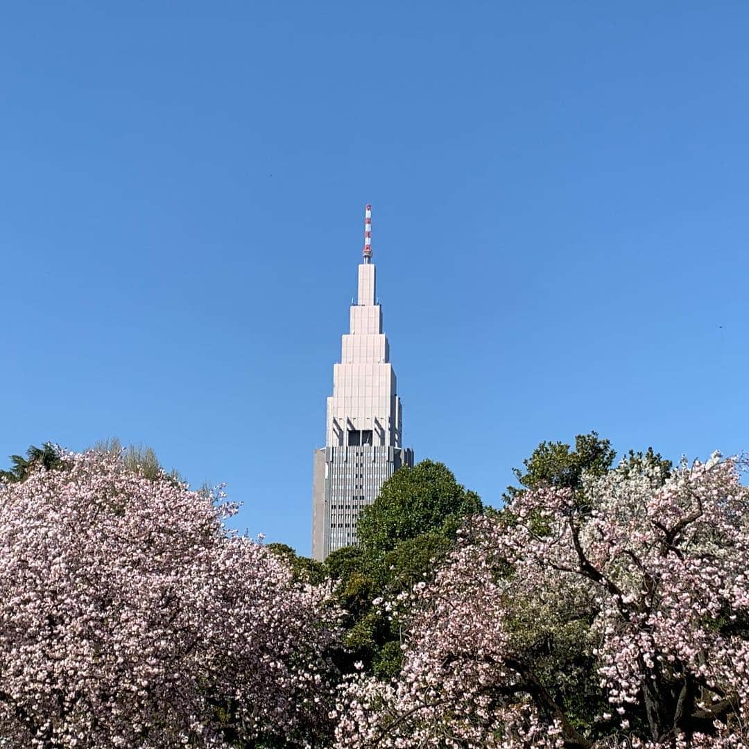世耕弘成さんのインスタグラム写真 - (世耕弘成Instagram)「桜を見る会@新宿御苑」4月13日 15時37分 - hiroshigeseko