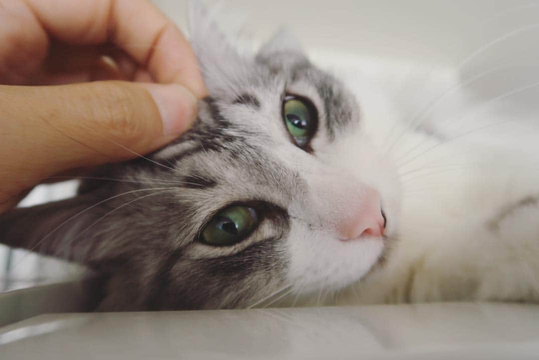 近藤研二さんのインスタグラム写真 - (近藤研二Instagram)「モイも頭皮マッサージね  #モイあくび #近藤モイ #モイチン #モイ201904 #モイ4才0ヶ月 #graytabbyandwhite #サバシロ #長毛種 #猫 #ねこ #ネコ #neko #cat #cats #kissa #gato #gatto #meow」4月13日 16時03分 - kenjikond0