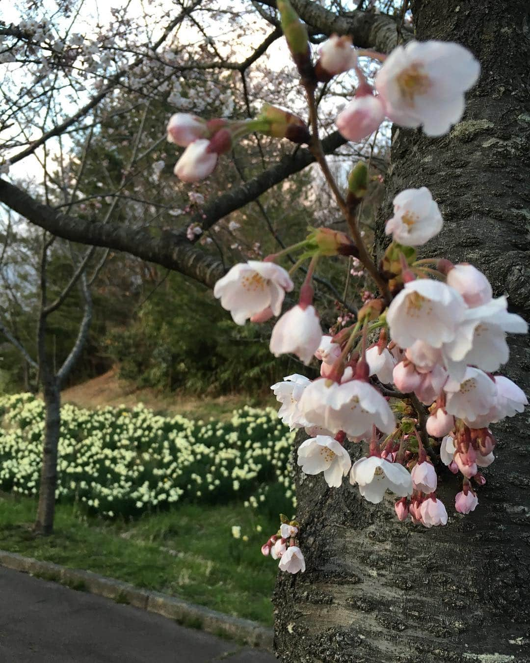 ?りっこ?さんのインスタグラム写真 - (?りっこ?Instagram)「＊ ＊ 🌸  USAKO 🌸 ＊ ・ うさ春地方🌸桜🌸咲き始めました🌸 ＊ ＊ 🌸🌸🌸🌸🌸🌸🌸🌸🌸🌸🌸🌸 ＊ ＊ #cats_of_instagram  #TheDailyKitten #bestcats_oftheworld  #cats_of_world  #balousfriends  #catloversclub  #cat_features #catstocker #meowed #my_loving_pet  #meow #cats_of_instworld #IGersJP #happypetclub #bestmeow #保護猫 #Excellent_Cats  #pleasantcats  #catsofday #みんねこ #happycatclub #sweetcatclub #catsnet #cutieanimalspage #cutecatshow #cutecatsco #dailycatshow #sweetcatonline #カーネーション  #carnation ＊ ＊ 🌸🌸🌸🌸🌸🌸🌸🌸🌸🌸🌸🌸🌸🌸🌸」4月13日 16時05分 - usako_honma