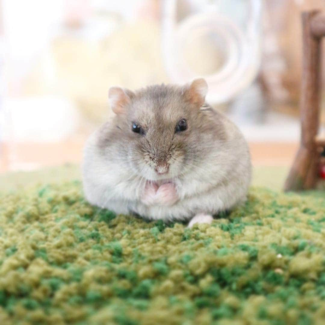 hamster_mocoのインスタグラム