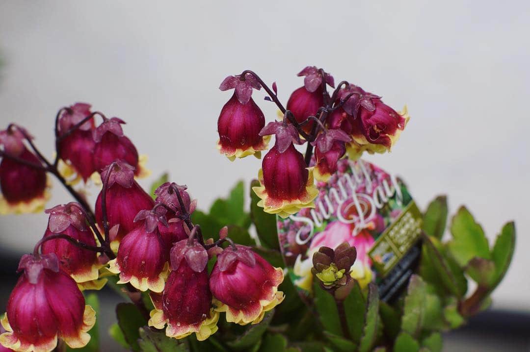 MILLE ECLAT.のグルメインスタ