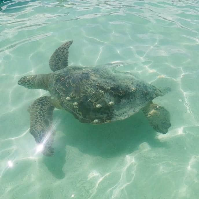 Luxury Cruise by Captain Bruceさんのインスタグラム写真 - (Luxury Cruise by Captain BruceInstagram)「今日も亀さんが遊びに来てくれました〜〜。🐢 🐢  天気がいいので亀さんもすごく気持ち良さそう！！絶好の甲羅干し日和ですね。  #captainbruce #sandbar #kaneohe #hawaii #oahu #oahulife #ahuolaka #honu  #キャプテンブルース #天国の海 #アフオラカ #ハワイ大好き #絶景 #海 #seaturtle #海亀」4月13日 7時33分 - cptbruce_hi