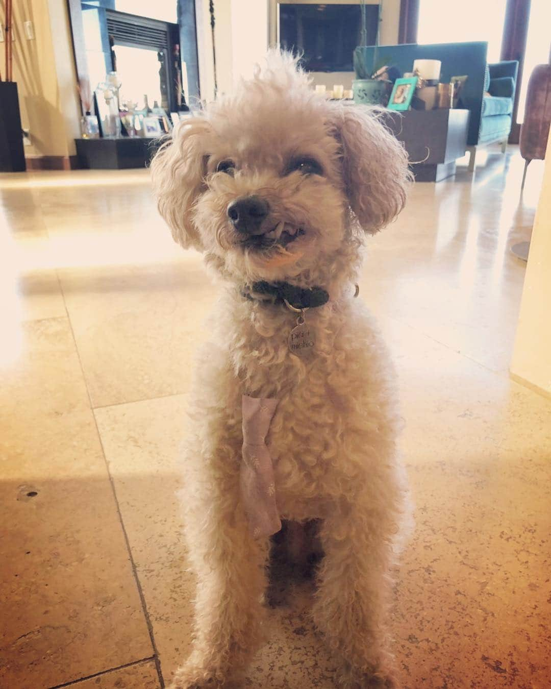 マキ・コニクソンさんのインスタグラム写真 - (マキ・コニクソンInstagram)「Good morning from Hawaii from Boo and Koinu!! 🐩🐩 こんなほっこりする写真とメッセージがハワイから届きました！🌺 嬉しいよーーーっ！ Booは相変わらず笑ってる！😁 今日はSweet20周年記念イベントがあります！今から楽しみっ！🤗 朝からお太陽ギラギラで暖かい1日になりそうだね！光合成日和！☀️😎 お互い春を楽しもうねーー！🌸 Have a lovely spring day! 🤗 #ヤル気スイッチを入れて元気バリバリ充実した一日を過ごそうね！💪🏼 #ホッコリのおすそ分け☺️ #笑う犬Boo🐩」4月13日 7時37分 - makikonikson