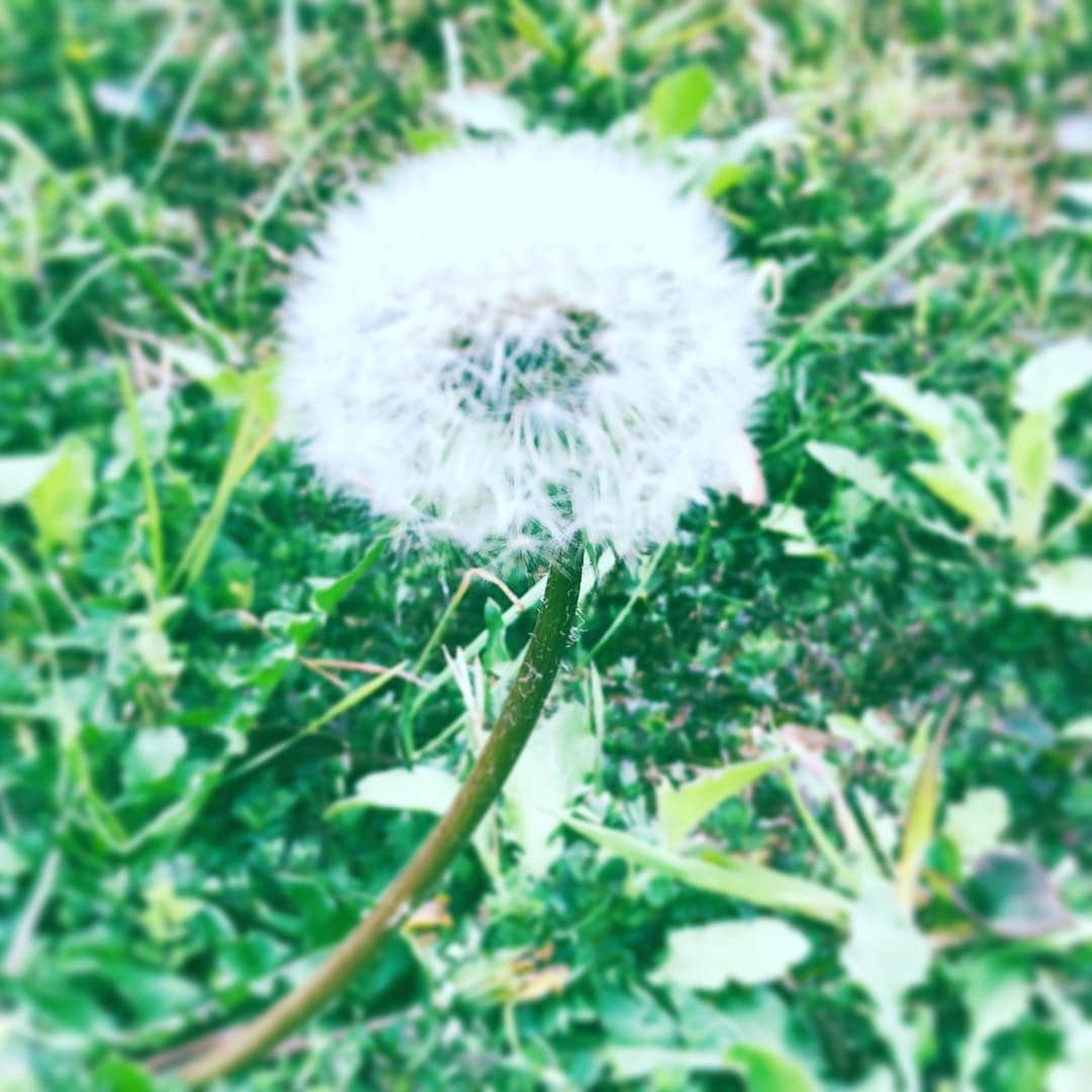 中野敬久さんのインスタグラム写真 - (中野敬久Instagram)「#タンポポ #flower #flowersoflife #white #saturday」4月13日 8時14分 - hirohisanakano