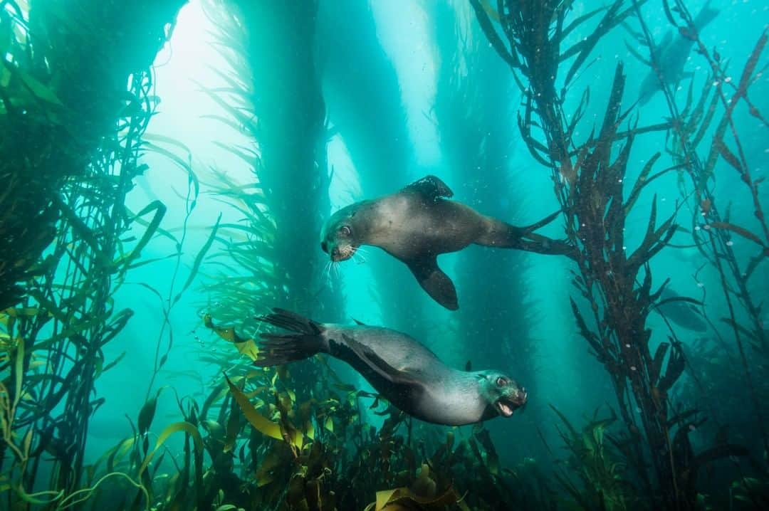 のインスタグラム：「Photo by @paulnicklen | Two curious fur seals play hide and seek with me among a thriving kelp forest. This dive off the coast of the Falkland Islands (Malvinas) was one of the most stunning of my career. I really had no idea what to expect, but as soon as I broke the water’s surface I was in awe of the biodiversity and health of this temperate emerald sea. #FollowMe at @PaulNicklen for more photos of underwater wildlife. #ocean #diving #underwaterphotography #conservation」
