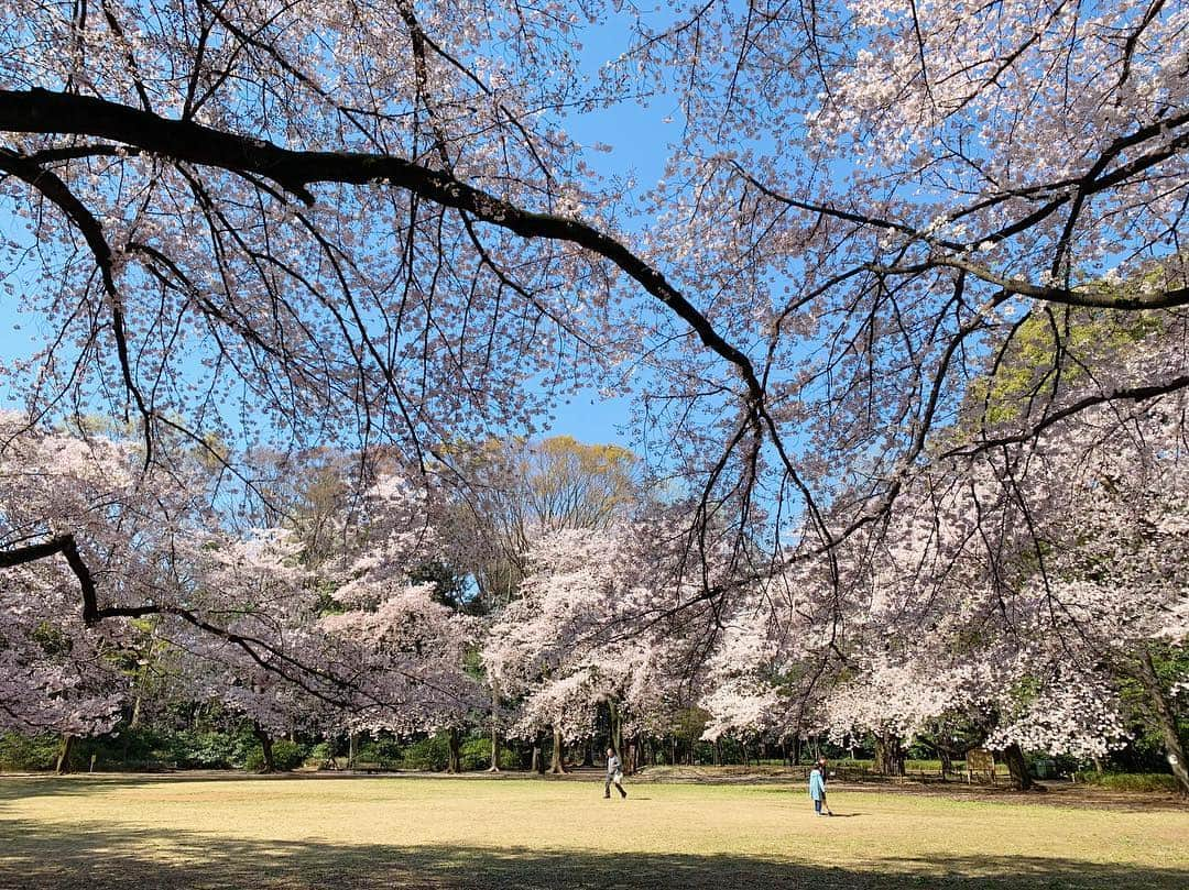 田沢美亜さんのインスタグラム写真 - (田沢美亜Instagram)「今年も綺麗に咲いてた🌸  #花見 #桜満開 #tokyolife #mia_no_wa_kokoro」4月13日 8時23分 - miatazawa