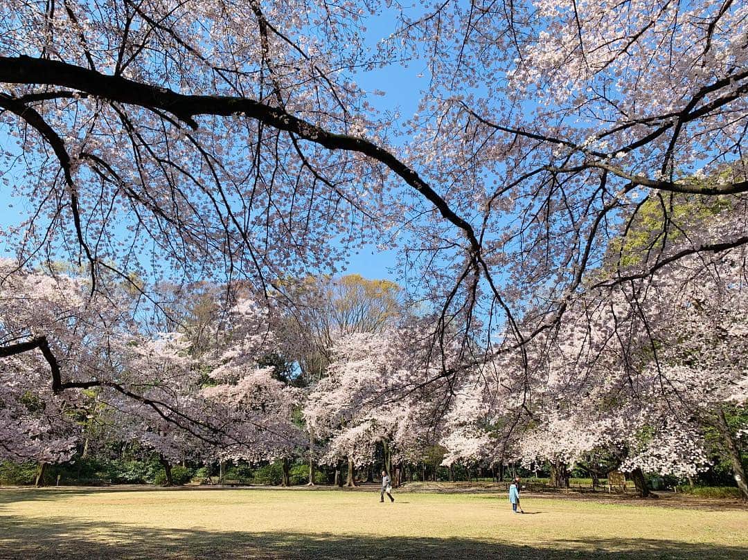 田沢美亜のインスタグラム：「今年も綺麗に咲いてた🌸  #花見 #桜満開 #tokyolife #mia_no_wa_kokoro」