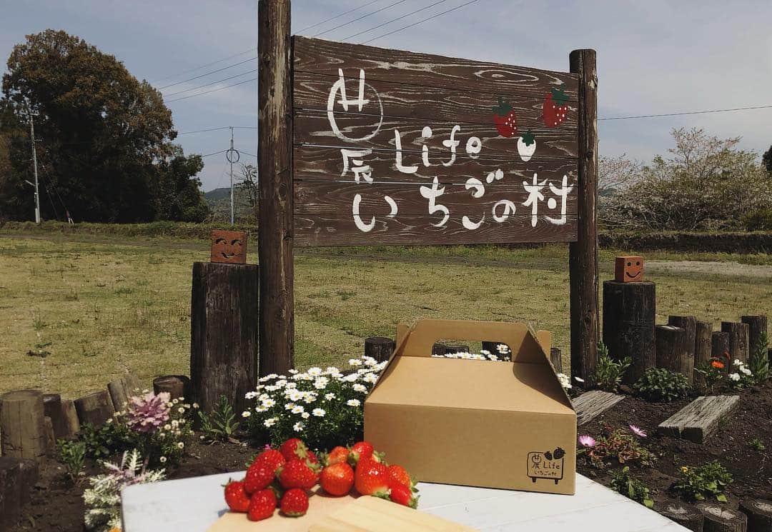 高橋幸さんのインスタグラム写真 - (高橋幸Instagram)「いちご狩りができる農Lifeいちごの村にお邪魔してきました🍓  ピンクのいちご「淡雪」を使ったジュースも甘くて美味しかったです💕 @ichigonomura15 さん、ありがとうございました！ #kagoshima #志布志 #鹿児島いちご狩り」4月13日 8時29分 - sachitakahashi8