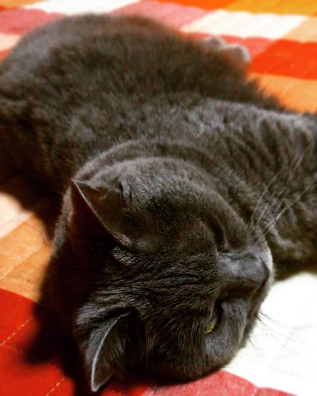 チキン南蛮カレーのルウ王子のグルメインスタ