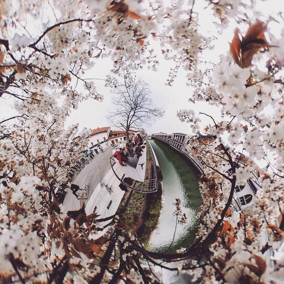 Official RICOH THETAさんのインスタグラム写真 - (Official RICOH THETAInstagram)「Spring is now in full bloom 🌸 Where have you seen the prettiest blooms? Let us know or tag us in your favorite flower shots! . 📸 : @danejphoto . #theta360 #spring #ljubljana #flowers」4月13日 8時28分 - theta360official