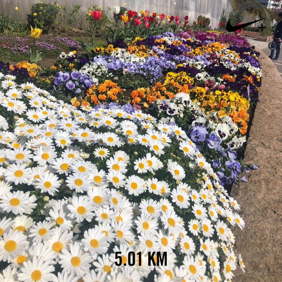 のインスタグラム：「自分の体と向き合う時間を作ってあげないとだ、と思い直した土曜の朝。 #体と向き合う #健康 #体が仕事道具 #春 #花壇 #お花」