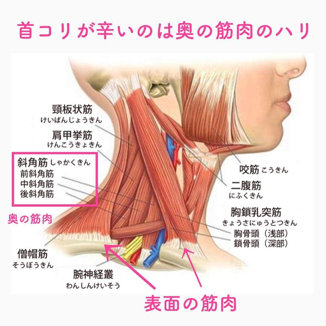 笑顔をリフォームする@健康小顔職人さんのインスタグラム写真 - (笑顔をリフォームする@健康小顔職人Instagram)「． 首コリでお悩みの皆さん！ ． 首コリは表面の筋肉のハリもありますが、その奥に潜んでいる筋肉群が硬くなり悲鳴を上げているのです。 ． 常日頃から柔らかくしてあげましょう！ ． その方法は、まず2枚目の画像を参考に表面の筋肉をストレッチで柔らかくします。いきなり奥の筋肉を目指さないでください。表面の筋肉をほぐさないと奥には届きません。 ． 表面の筋肉がほぐれて来たら3枚目の画像を参考に奥の筋肉を掴むイメージで視線をゆっくり四方八方に向けて首に引っ掛けた手を軽く引っ張り圧をかけて緩めます。 ． この時、ゆっくりやるなんてめんどくさい！揉むと良いんじゃないか！と思ったそこのあなた！それは絶対やめてください！ ． 首は揉んで緩めるものではありません！首には沢山の大きな血管や神経が通っているので素人考えで痛めてしまっては大変です！筋肉をゆっくり緩めるものです。せっかちさんはご注意を！ ． これが自分で行う一番安全な首のほぐし方です。それても取れない時は、ストレスエネルギーを首に閉じ込めている場合があります。 ． その時はサロンでお待ちしています。オススメのメニューは「Hot&Coldリンパマッサージ」です！ ． 今日も皆様にとって笑顔溢れる一日となりますように✨ ． ． 🧡顔のコリを感じたら顔の整体「小顔整顔トリートメント」 🧡代謝を上げる「Hot&Coldリンパマッサージ」 ご予約はプロフ🔗→HP→予約サイトからどうぞ！ ． ． ✨マイナスエネルギーをデトックス！ チャクラエネルギーセラピー ※Hペッパー等の予約サイトからは予約できません。ご予約は必ずホームページからお願いします(プロフ🔗) ． ． 🍀リフトアップクリーム&ボタニカルオイル ネットショップにて発売中 https://yushian.thebase.in/ baceアプリ→小顔職人で検索🔍 ． ． #首こり #首痛み #肩こり #肩こり解消 #ストレートネック #首の痛み #頭痛 #自律神経を整える #筋肉 #首の筋肉 ． ． #首コリ解消ストレッチ #幸せはいつも自分が連れてくる #笑顔は世界を明るくする #皆んなでハッピーになろう #自分を愛そう #幸せ貯金を貯めよう #世界が愛で溢れますように #自然治癒力は素晴らしい  #健康な小顔になろう #体温を上げて代謝を上げよう #心身共に整ってこそ美容 #笑顔をリフォームする小顔職人 #ネットショップでクリーム発売中 #ホットペッパー掲載中 #いつもご覧頂きありがとうございます」4月13日 8時51分 - kogao_shokunin