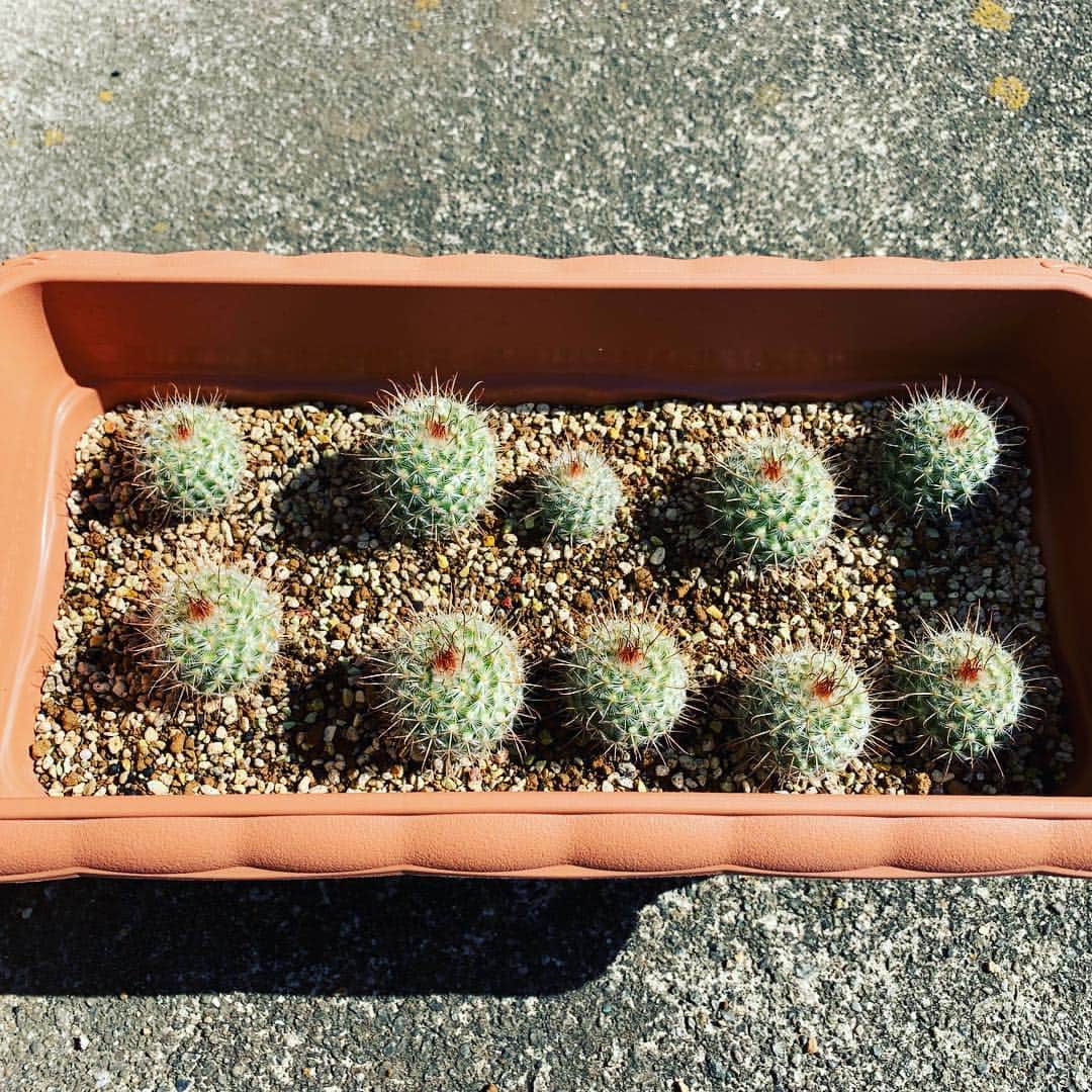 のインスタグラム：「サボテン絶賛増植中。 欲しい方是非。」
