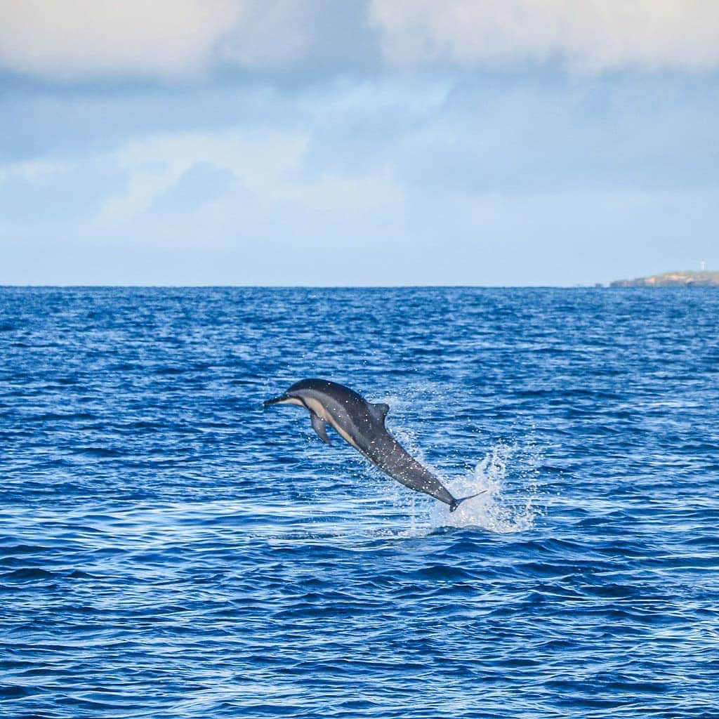 And Youさんのインスタグラム写真 - (And YouInstagram)「A spinner dolphin can make up to 5.5 spins in one leap 🐬💫! We now offer decreased rates for guests who want to see dolphins from the boat, but don't want to jump in the water. Visit dolphinsandyou.com to learn more. #hawaii #oahu #hawaiitour #hawaiibound #oahuvacation」4月13日 9時16分 - dolphinsandyou