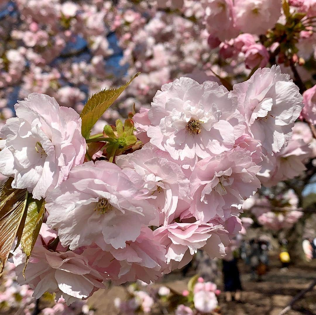 大石 征裕さんのインスタグラム写真 - (大石 征裕Instagram)「桜を見る会」4月13日 9時11分 - oishi_masahiro