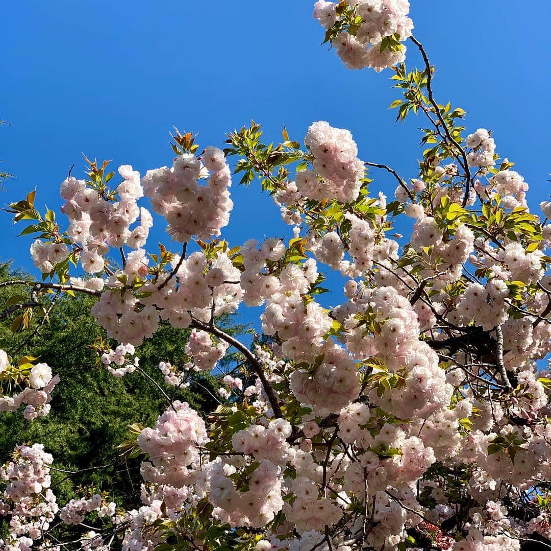 大石 征裕さんのインスタグラム写真 - (大石 征裕Instagram)「桜を見る会」4月13日 9時11分 - oishi_masahiro