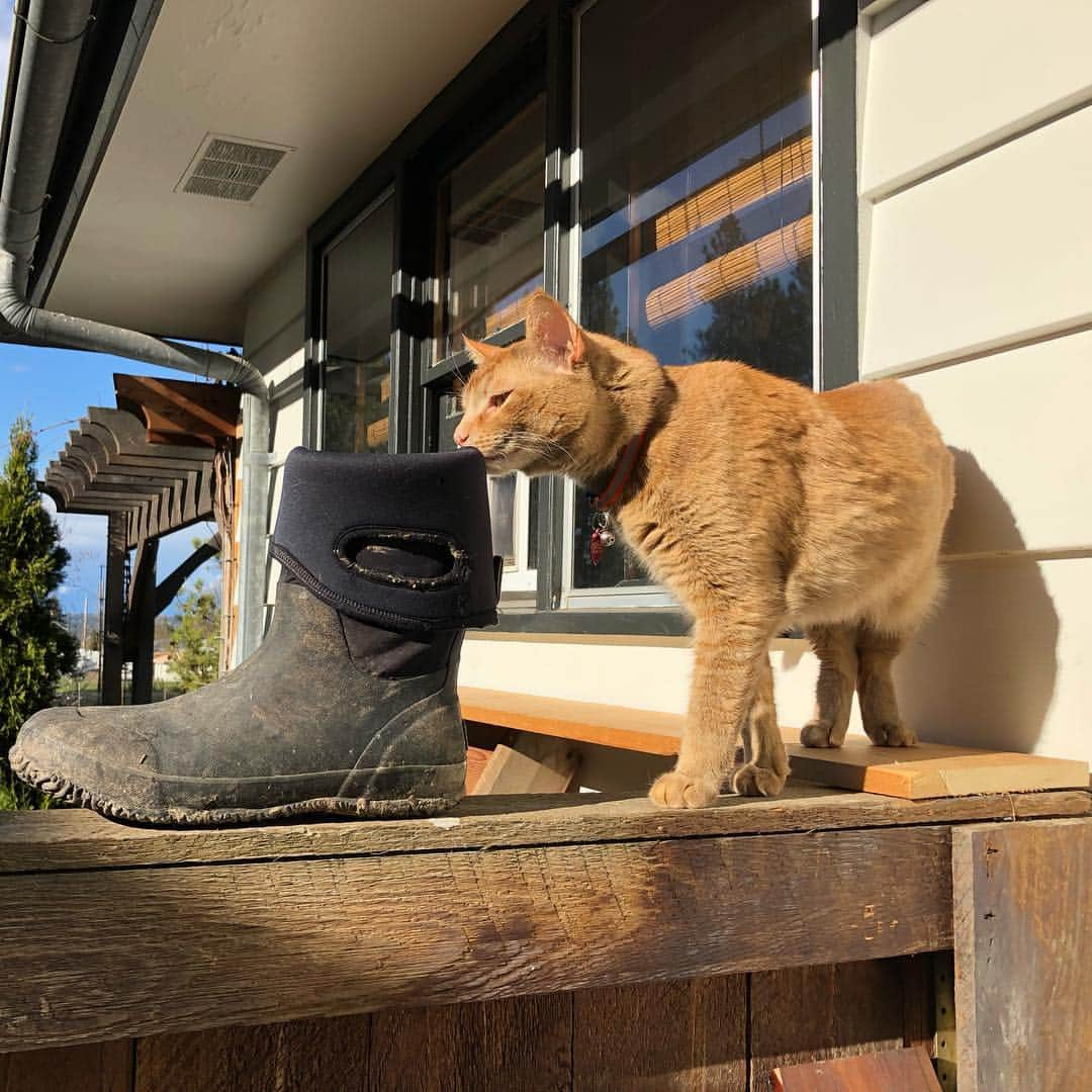 Snorri Sturlusonさんのインスタグラム写真 - (Snorri SturlusonInstagram)「STOLEN: Bog rubber boot, night of 4/11.  Didn’t quite make it in the cat door. I put it on the fence though, it was on the ground 🕵🏻‍♂️ #snorrithecat #catburglar #kleptokitty」4月13日 9時30分 - snorrithecat