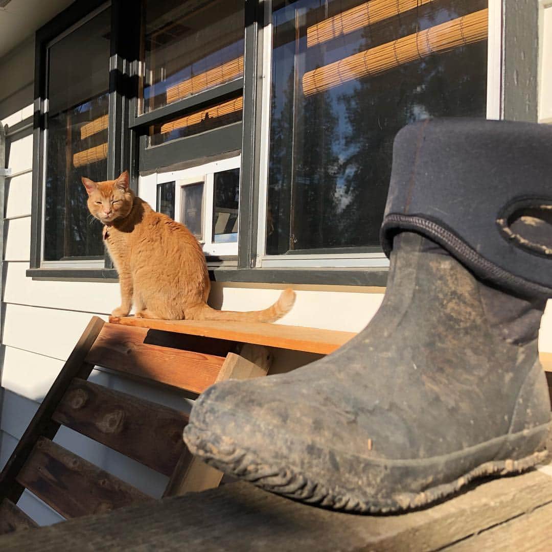 Snorri Sturlusonさんのインスタグラム写真 - (Snorri SturlusonInstagram)「STOLEN: Bog rubber boot, night of 4/11.  Didn’t quite make it in the cat door. I put it on the fence though, it was on the ground 🕵🏻‍♂️ #snorrithecat #catburglar #kleptokitty」4月13日 9時30分 - snorrithecat