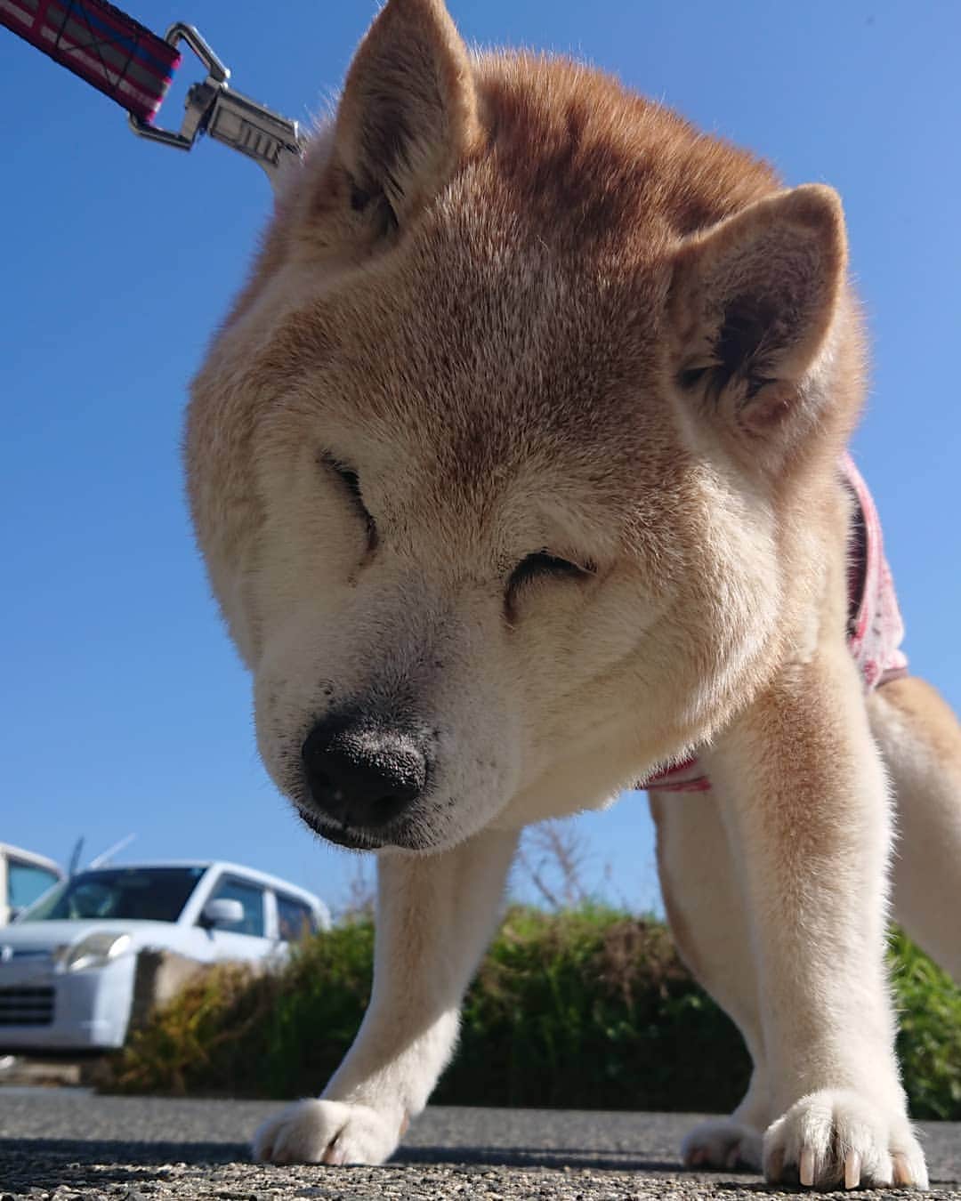柴子さんのインスタグラム写真 - (柴子Instagram)「おはようございます！ 快晴の今朝、お散歩にはちょうど良いね(*^^*) #柴犬　#shibainu #shibastagram」4月13日 9時40分 - senogawadogs