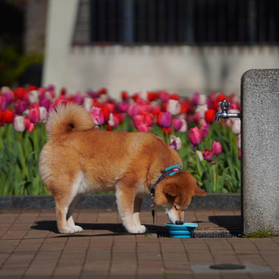 まる（まるたろう）さんのインスタグラム写真 - (まる（まるたろう）Instagram)「Many beautiful flowers bloom in spring✨🌷🐶🌷✨おはまる〜(≧∀≦) チューリップもネモフィラも綺麗に咲いてるね〜 #ハチさん吸い放題だね #ハチミツドリンクバー #お腹いっぱいなるよね #ヒャッホーウってなってるかな #もしこれがお肉だとしたら #ヒャッホーウってなるよね」4月13日 9時56分 - marutaro