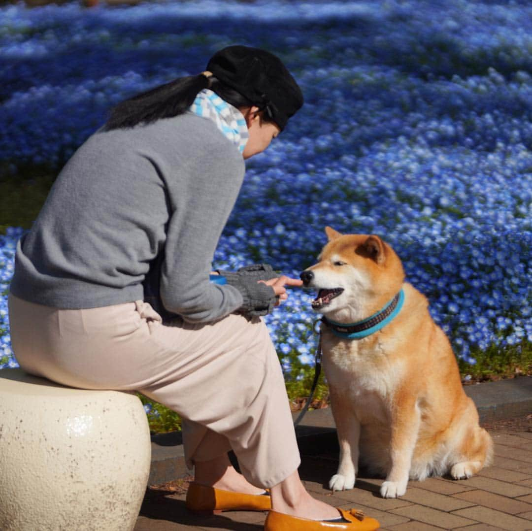 まる（まるたろう）さんのインスタグラム写真 - (まる（まるたろう）Instagram)「Many beautiful flowers bloom in spring✨🌷🐶🌷✨おはまる〜(≧∀≦) チューリップもネモフィラも綺麗に咲いてるね〜 #ハチさん吸い放題だね #ハチミツドリンクバー #お腹いっぱいなるよね #ヒャッホーウってなってるかな #もしこれがお肉だとしたら #ヒャッホーウってなるよね」4月13日 9時56分 - marutaro