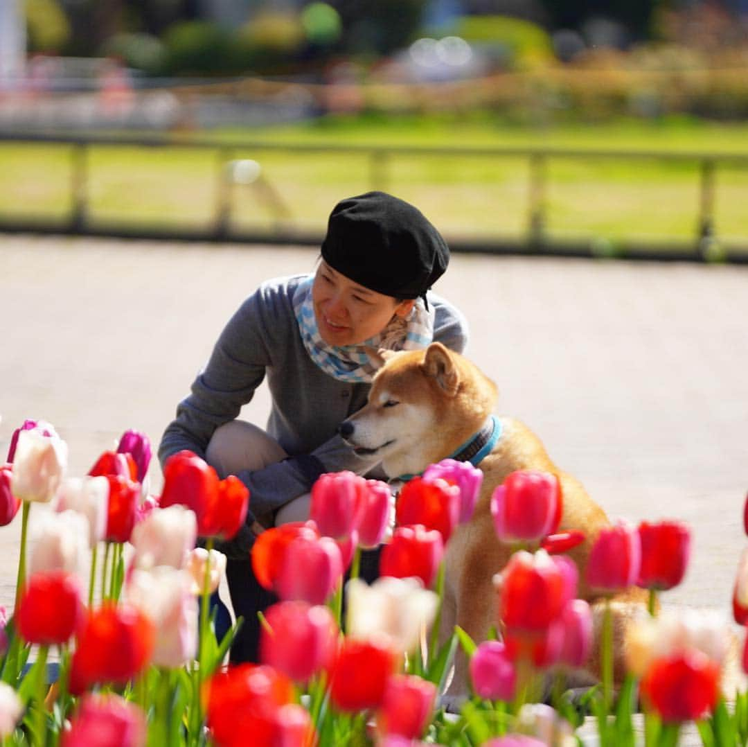 まる（まるたろう）さんのインスタグラム写真 - (まる（まるたろう）Instagram)「Many beautiful flowers bloom in spring✨🌷🐶🌷✨おはまる〜(≧∀≦) チューリップもネモフィラも綺麗に咲いてるね〜 #ハチさん吸い放題だね #ハチミツドリンクバー #お腹いっぱいなるよね #ヒャッホーウってなってるかな #もしこれがお肉だとしたら #ヒャッホーウってなるよね」4月13日 9時56分 - marutaro