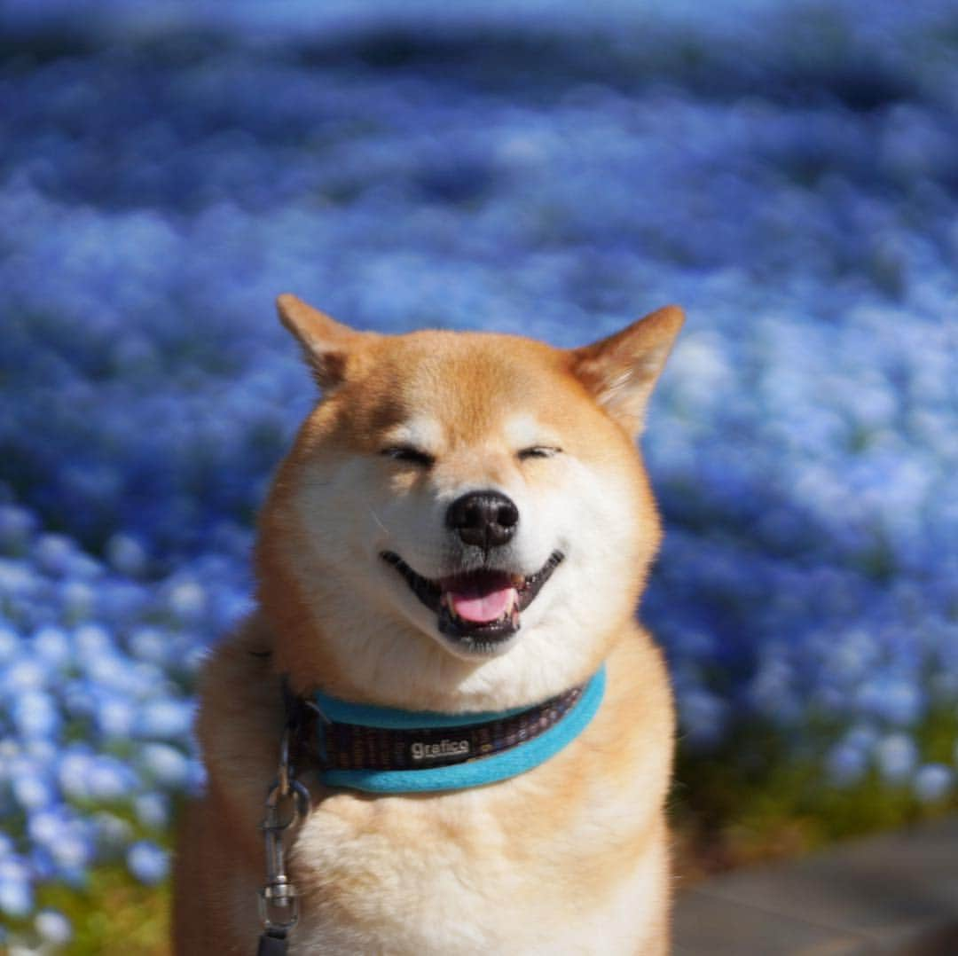 まる（まるたろう）さんのインスタグラム写真 - (まる（まるたろう）Instagram)「Many beautiful flowers bloom in spring✨🌷🐶🌷✨おはまる〜(≧∀≦) チューリップもネモフィラも綺麗に咲いてるね〜 #ハチさん吸い放題だね #ハチミツドリンクバー #お腹いっぱいなるよね #ヒャッホーウってなってるかな #もしこれがお肉だとしたら #ヒャッホーウってなるよね」4月13日 9時56分 - marutaro