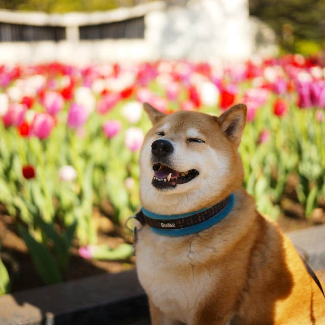 まる（まるたろう）さんのインスタグラム写真 - (まる（まるたろう）Instagram)「Many beautiful flowers bloom in spring✨🌷🐶🌷✨おはまる〜(≧∀≦) チューリップもネモフィラも綺麗に咲いてるね〜 #ハチさん吸い放題だね #ハチミツドリンクバー #お腹いっぱいなるよね #ヒャッホーウってなってるかな #もしこれがお肉だとしたら #ヒャッホーウってなるよね」4月13日 9時56分 - marutaro