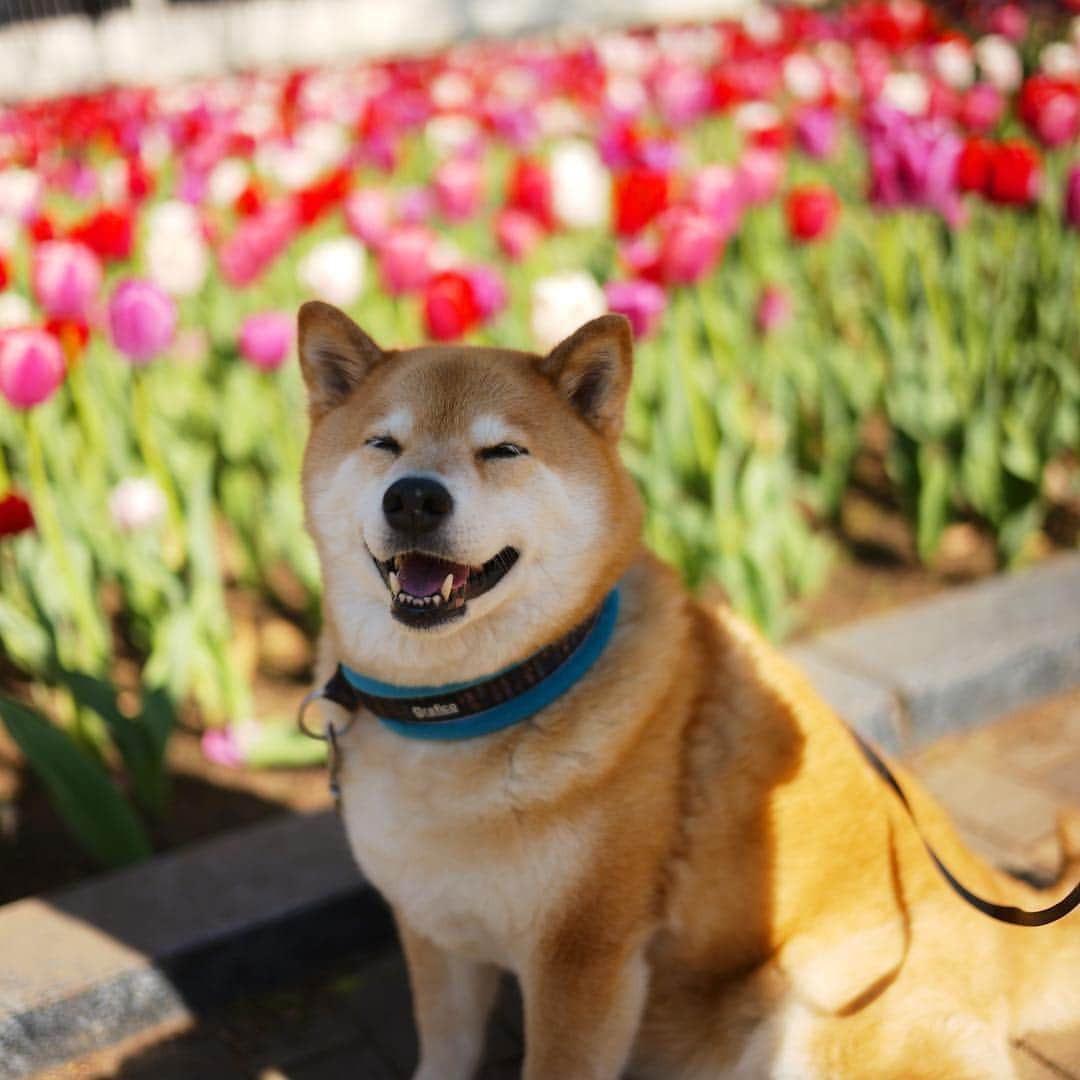 まる（まるたろう）さんのインスタグラム写真 - (まる（まるたろう）Instagram)「Many beautiful flowers bloom in spring✨🌷🐶🌷✨おはまる〜(≧∀≦) チューリップもネモフィラも綺麗に咲いてるね〜 #ハチさん吸い放題だね #ハチミツドリンクバー #お腹いっぱいなるよね #ヒャッホーウってなってるかな #もしこれがお肉だとしたら #ヒャッホーウってなるよね」4月13日 9時56分 - marutaro