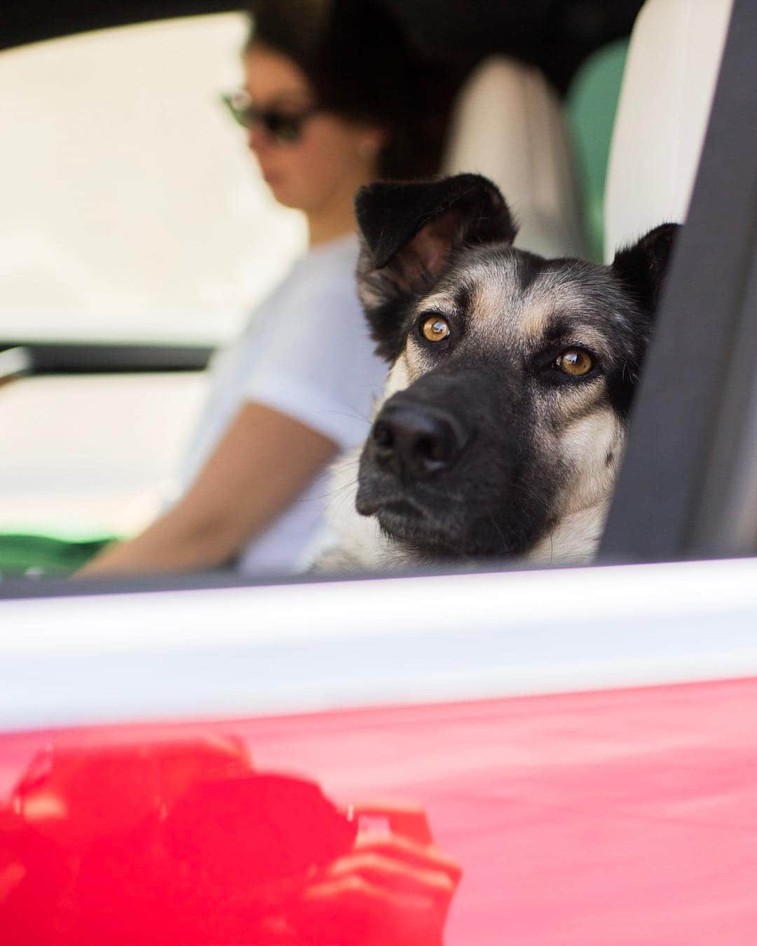 The Dogistさんのインスタグラム写真 - (The DogistInstagram)「ADOPTABLE: Cooper, German Shepherd mix (3 y/o) – via @HWAC, Rancho Santa Fe, CA • “He’s a lover with a lot of energy who wants a chance to win your heart.” Special thanks to @teslamotors for loaning us their Model X for this #RescueRide」4月13日 9時57分 - thedogist