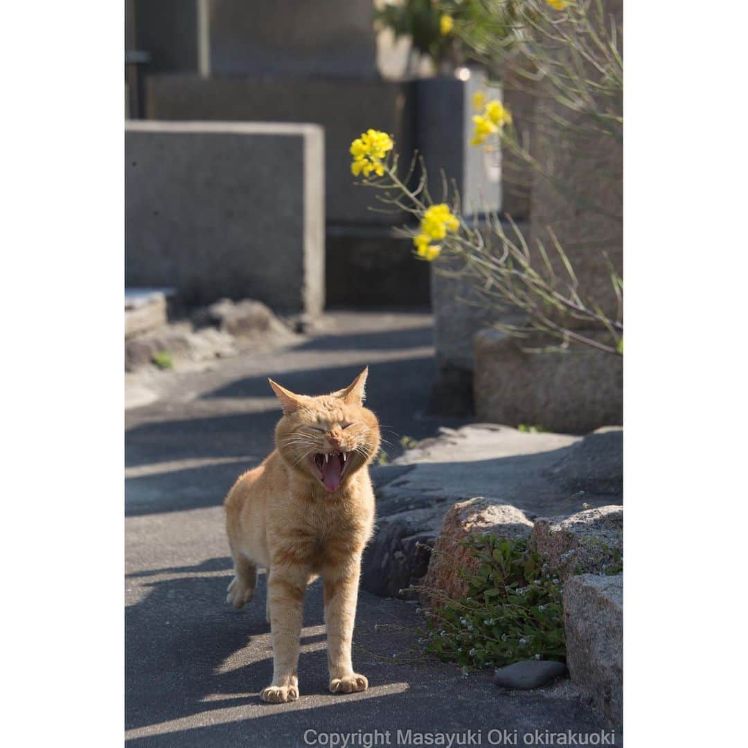 Masayukiさんのインスタグラム写真 - (MasayukiInstagram)「島のごきげんさん。  #cat #ねこ」4月13日 10時17分 - okirakuoki