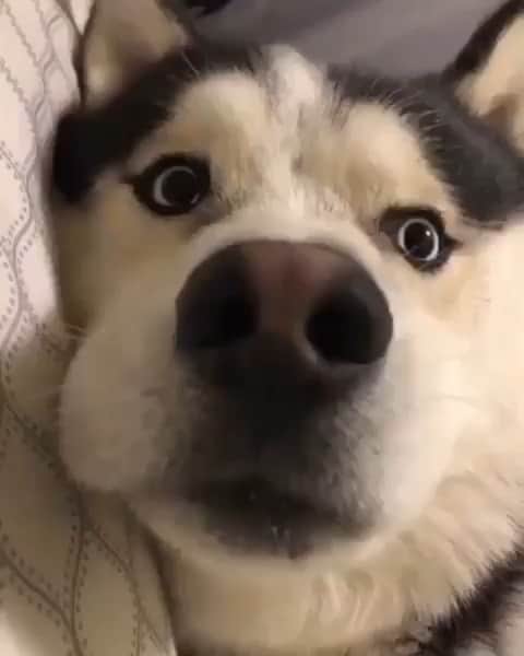 husky and malamuteのインスタグラム：「Boop.😂😂」