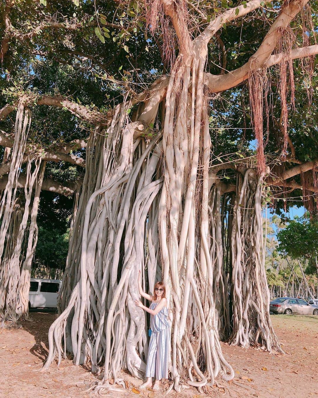 平野綾さんのインスタグラム写真 - (平野綾Instagram)「♪このー木なんの木 気になる木〜♪( ´θ｀)ノ﻿ ﻿ ﻿ ハワイにはちょいちょいこういう集合体のような木がありますね🌳﻿ ﻿ なんだか不思議✨﻿ ぶら下がってもビクともしない！﻿ ﻿ ﻿ ちなみに私が着ているのは水着なんですが、﻿ これだったら上下逆さに着ないですむね(*⁰▿⁰*)✨﻿ ﻿ ﻿ ﻿ #hawaii #oahu﻿ #ayahirano #平野綾」4月13日 10時31分 - a_ya.hirano