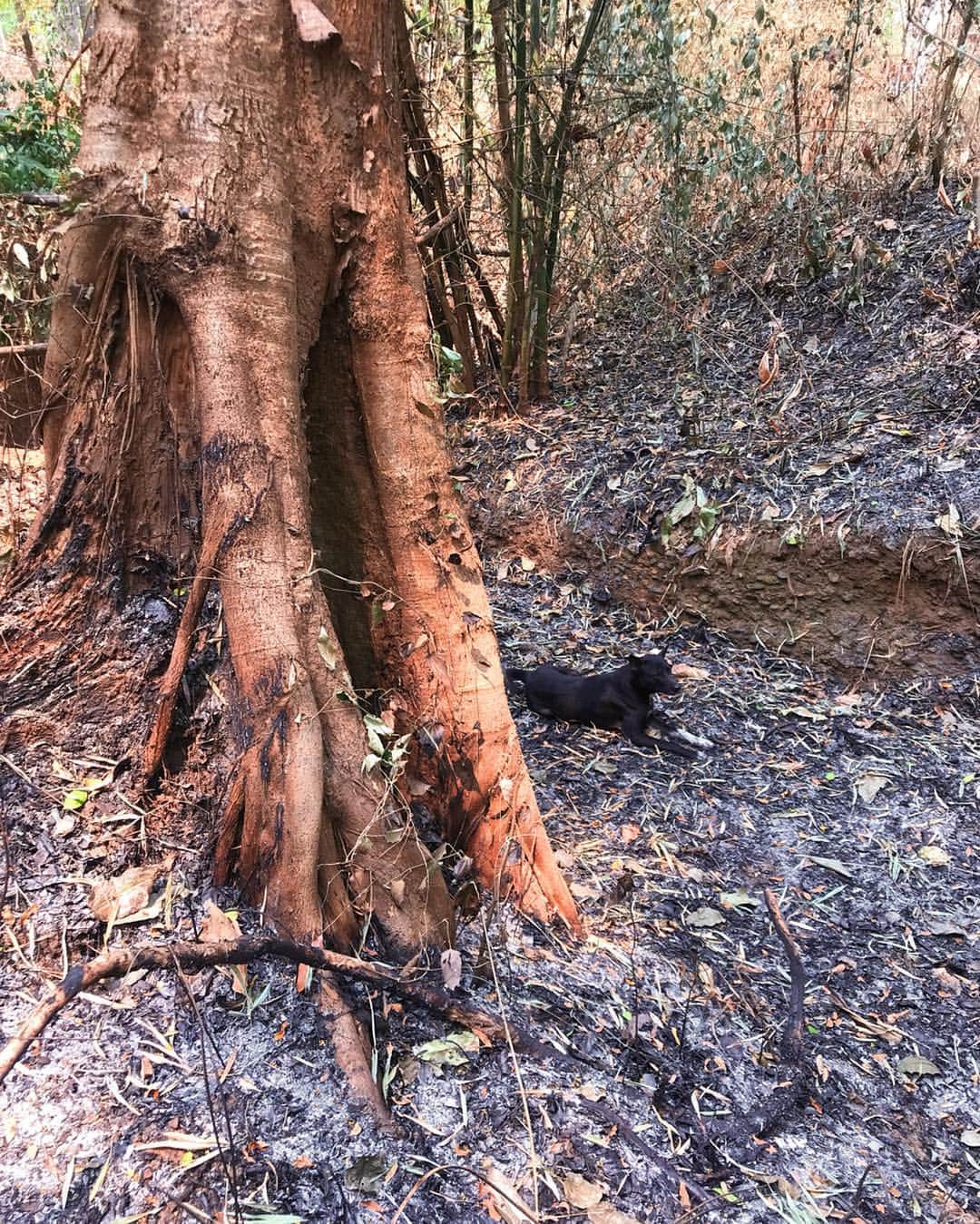Amata Chittaseneeさんのインスタグラム写真 - (Amata ChittaseneeInstagram)「คืนต้นไม้สู่ต้นน้ำ ‘วิชาฟื้นฟูผิวป่า’ -  โดยเก็บเมล็ดพันธ์ุพืชท้องถิ่นที่ป่าชุมชนบ้านหัวทุ่ง อ.เชียงดาว จังหวัดเชียงใหม่ -  เดินเข้าป่าครั้งนี้ พวกเราได้เรียนรู้การฟื้นฟูป่าอย่างเป็นระบบยั่งยืน กับเด็กๆ แก้งค์ถิ่นนิยม และผู้เชี่ยวชาญด้านเมล็ดไม้ป่า -  เรียนรู้ป่าฤดูแล้ง ป่าเต็งรัง ป่าเบญจพรรณ และป่าดิบแล้ง เรียนรู้การทำถุงปลูกกล้าไม้จากใบตองตึง เก็บใบตองตึงมาทำกระทงเพาะกล้าแทนถุงดำในป่าผลัดใบ เรียนรู้เมล็ดไม้ป่าท้องถิ่น ประโยชน์ของป่า เรียนรู้การอยู่ร่วมกันของคนกับป่า -  เดินทางเข้าป่าชุมชนบ้านหัวทุ่ง เก็บเมล็ด ออกจากป่า แยกแยะเมล็ดไม้ ผสมดิน กรอกดินลงในกระทงใบตองตึง และเพาะเมล็ดไม้ ก่อนที่จะนำกลับมาปลูกช่วงหน้าฝน  #chiangdao #Thailand #pearypiegoesgreen」4月13日 10時46分 - pearypie
