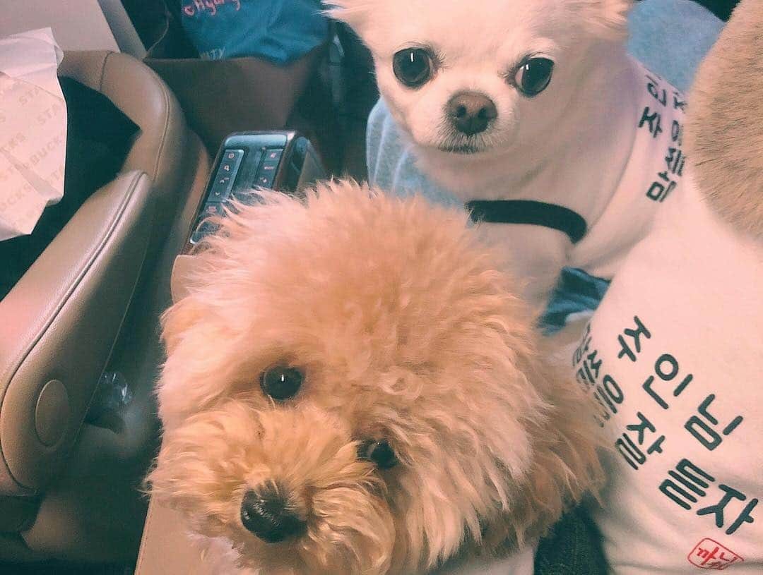 イム・スヒャンさんのインスタグラム写真 - (イム・スヒャンInstagram)「삼총사🐕🐕🐕」4月13日 10時48分 - hellopapa11