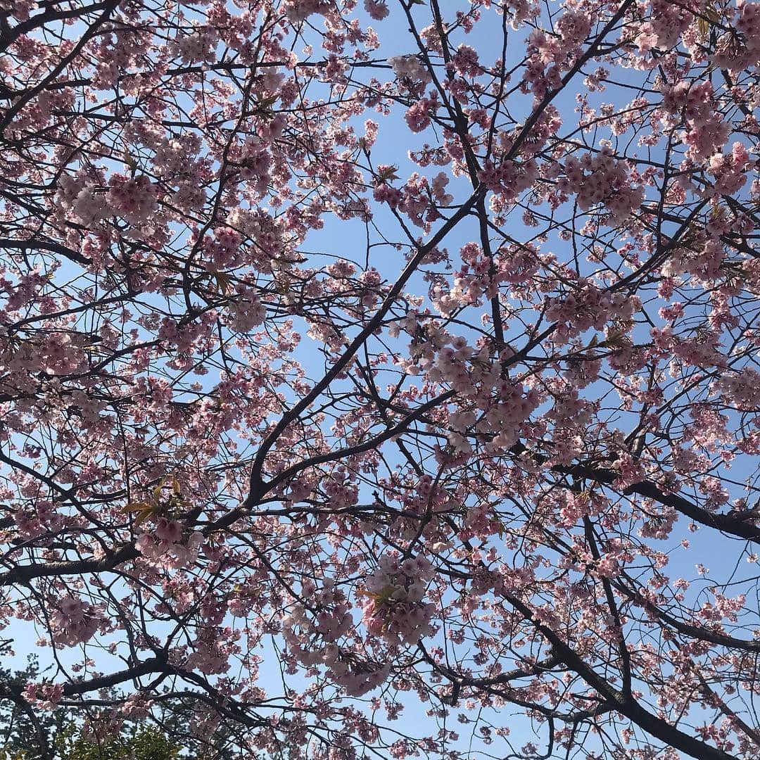 高橋ミカさんのインスタグラム写真 - (高橋ミカInstagram)「花見をしないうちに、終わりななりそうな、、、桜って、本当に綺麗だなー🌸🌸🌸🌸🌸🌸🌸🌸🌸🌸🌸 今日は、ベビーマッサージのイベント！いい天気になって良かったー❤️」4月13日 10時49分 - mikatakahashi1971