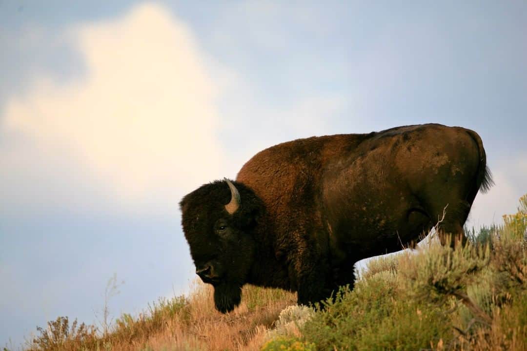 ナショナルジオグラフィックさんのインスタグラム写真 - (ナショナルジオグラフィックInstagram)「Photo by @drewtrush | Did you know that an American bison bull in its prime can weigh up to 2,200 pounds? To learn more about wild animals and wild places, join photographer @drewtrush on his journey.」4月13日 11時01分 - natgeo