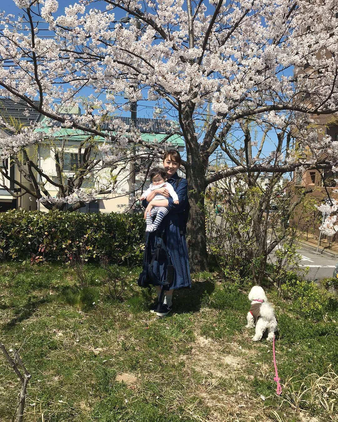 新海史子のインスタグラム：「お弁当持ってお花見ピクニック🌸 満開かな？ チューリップも可愛らしい🌷 たぶん帰って寝たい人👶 #やすらぎ堤 #お花見 #コッペパンサンド #桜とチューリップ #昼寝の時間」