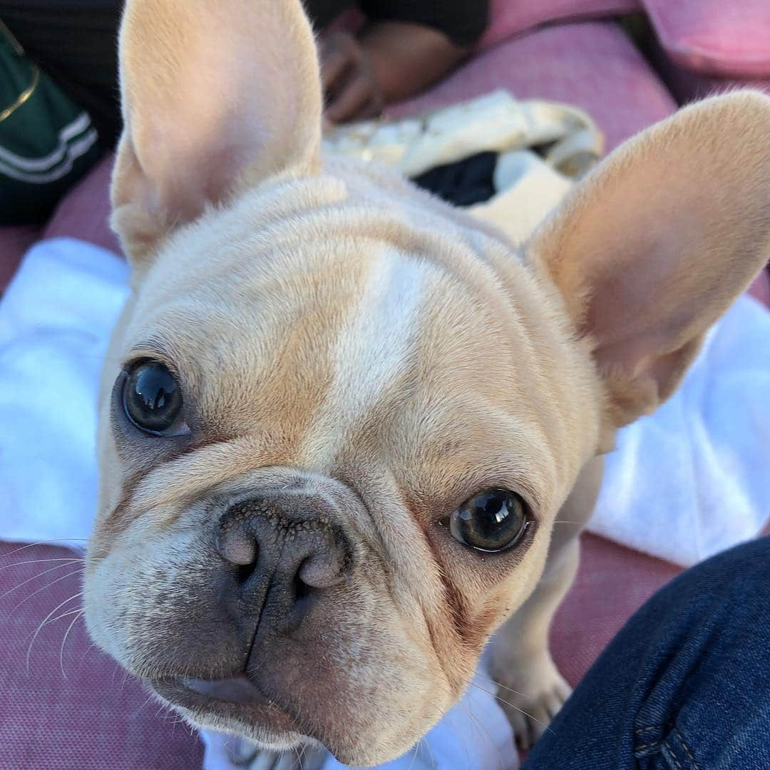 伊藤由奈さんのインスタグラム写真 - (伊藤由奈Instagram)「Friday!! Looking forward to the weekend like this lil guy!!😍😂💝@papathefrenchie @terryith #dogsofinstagram #cute #omg #frenchies #doglover #kisses #hello #rooftop #swimmingpool #downtownla」4月13日 11時02分 - _yunaito