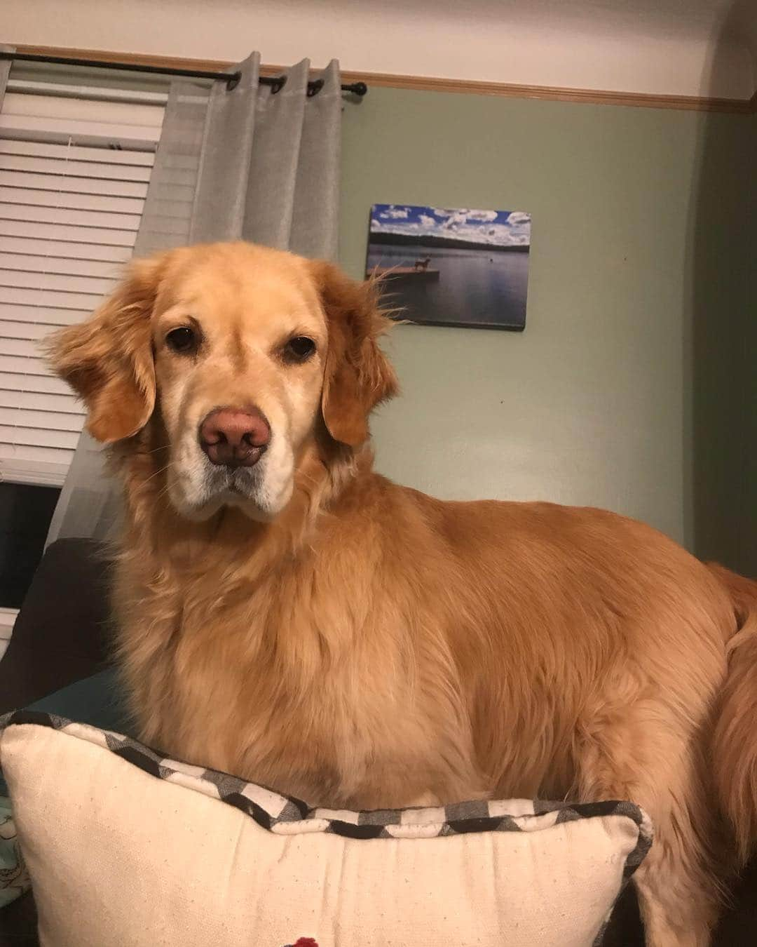 モヒートさんのインスタグラム写真 - (モヒートInstagram)「Mommy. Are you going to share that popcorn 🍿 ------------------------------- #goldensofig #goldenretriever  #goldenretrieversofinstagram #betterwithpets #dogsofig  #dogsofinstagram #fluffypack #gloriousgoldens #welovegoldens #ilovemydog #goldenlife #bestwoof #ProPlanDog #ilovegolden_retrievers #mydogiscutest #retrieversgram #dogsofcle」4月13日 11時11分 - mojito_rose_family