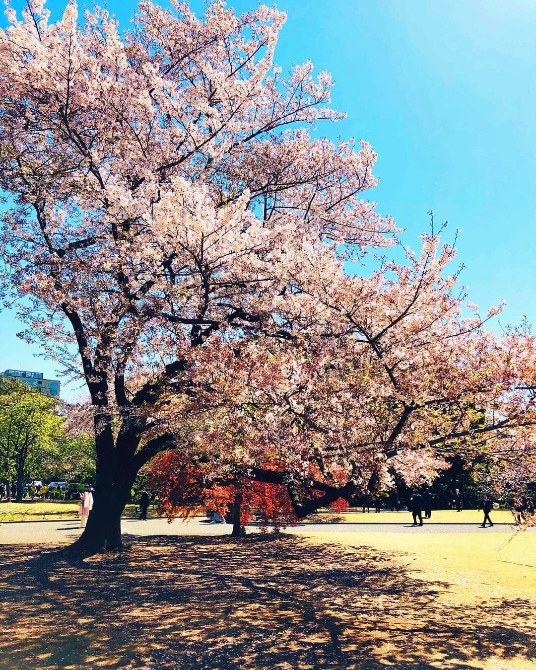 中曽根 康隆さんのインスタグラム写真 - (中曽根 康隆Instagram)「総理主催の【桜を見る会】 気持ち良い天気の中、綺麗な桜を見る事ができました。これから群馬へ向かいます🚅 #桜を見る会 #気持ち良い #これから地元へ #中曽根康隆」4月13日 11時15分 - yasutaka_nakasone