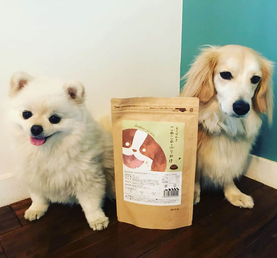 葵ゆりかさんのインスタグラム写真 - (葵ゆりかInstagram)「きのうは私だけじゃなくて、この人たちも、、、🐶 撮影よくがんばりました♡ にょろの表情。笑  #愛犬 #にょろ #おもち #ミックス犬 #ミニチュアダックス #パピヨン #マルチーズ #ポメラニアン #pomeranian #ポメ #白ポメ #ドックフード #このこのごはん #このこのふりかけ #モデル #モデル犬 #撮影 #わんこ #dogstagram #dog #inustagram #親バカ #犬バカ部 #犬」4月13日 11時24分 - yuriyuricchi