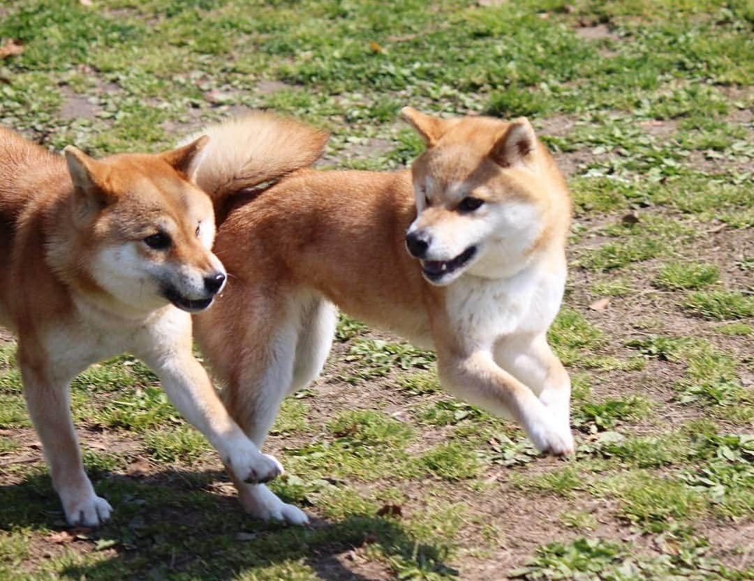 柴犬たま Shibainu Tamaさんのインスタグラム写真 - (柴犬たま Shibainu TamaInstagram)「ドッグがランしてきました🐕💨💨 * Caption trans🇬🇧 They ran around🐕💨💨 * #柴犬たま #たママ #たま家族 #柴犬ミケ #一眼レフ #一眼レフカメラ #お出掛け #ドッグラン #仲良し親子 #追いかけっこ #笑顔 #プリケツ #飛行犬 #ヒコーキ耳 #柴犬 #shiba #shibainu #shibastagram #犬 #dog #多頭飼い」4月13日 11時30分 - tama7653